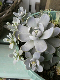 岩蓮華に花が