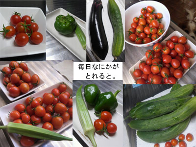 9月収穫