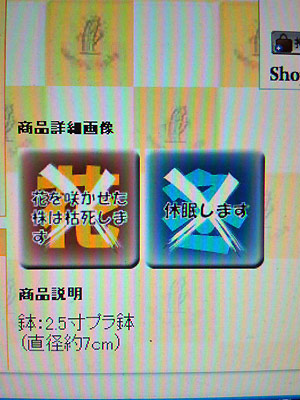 岩蓮華説明