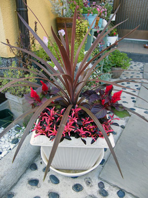 コルジルネ寄せ植え