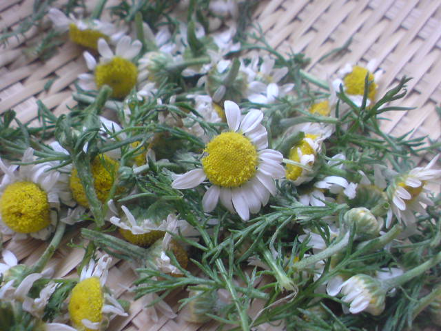 SN3D0287.jpg