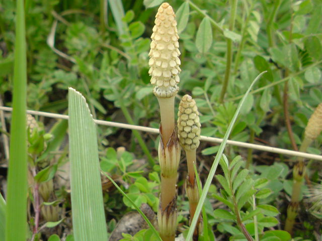 SN3D0440.jpg