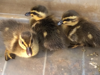 カモのあかちゃん | みわ動物病院のブログ 大田原市