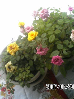 070729_1544~01.JPG