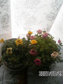 070729_1545~01.JPG