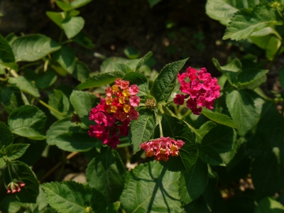 ランタナ スズの花畑