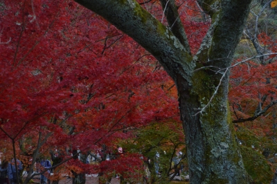 DSC_3677.JPG