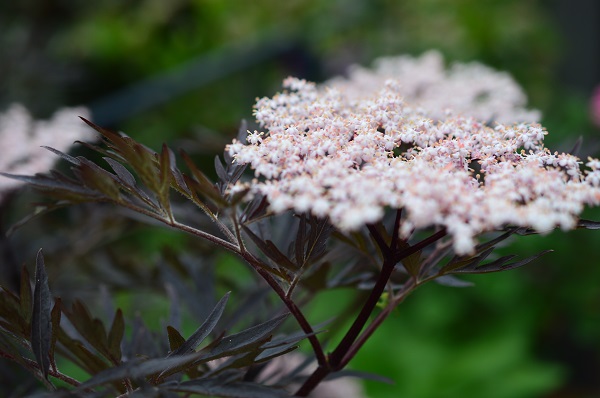 DSC_0354.JPG