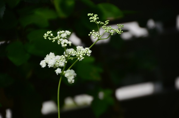 DSC_1277.JPG