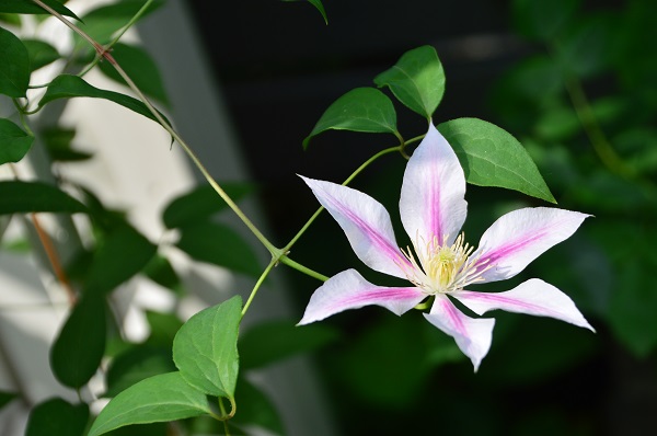 DSC_0466.JPG