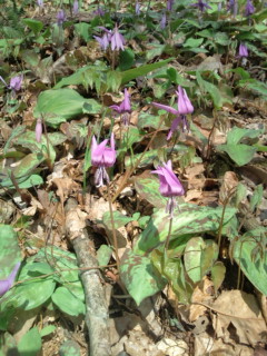 20110410094748.jpg