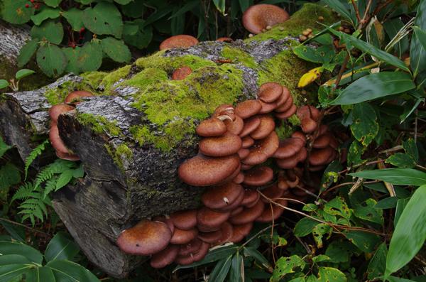 CJ06fungi1.jpg