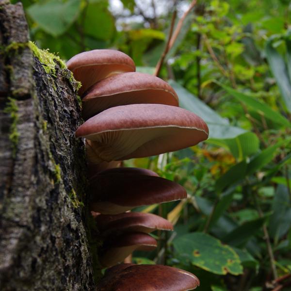 CJ06fungi2.jpg