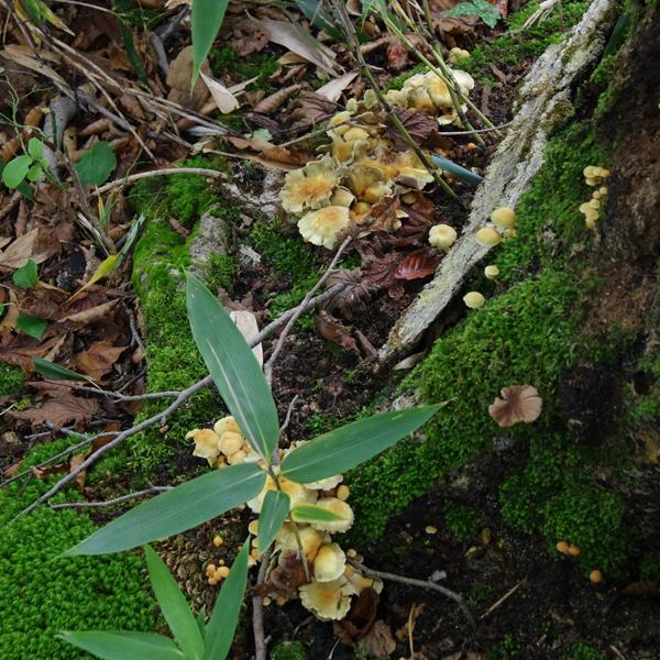 CJ06fungi4.jpg