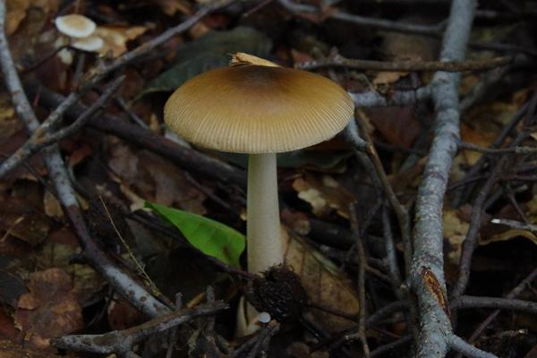 CJ06fungi6.jpg