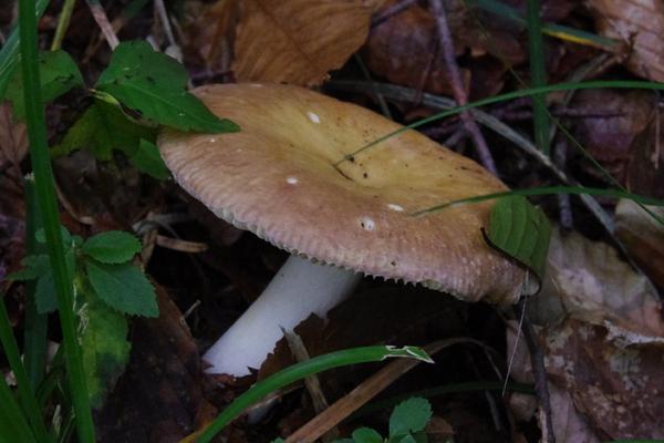 CJ06fungi7.jpg