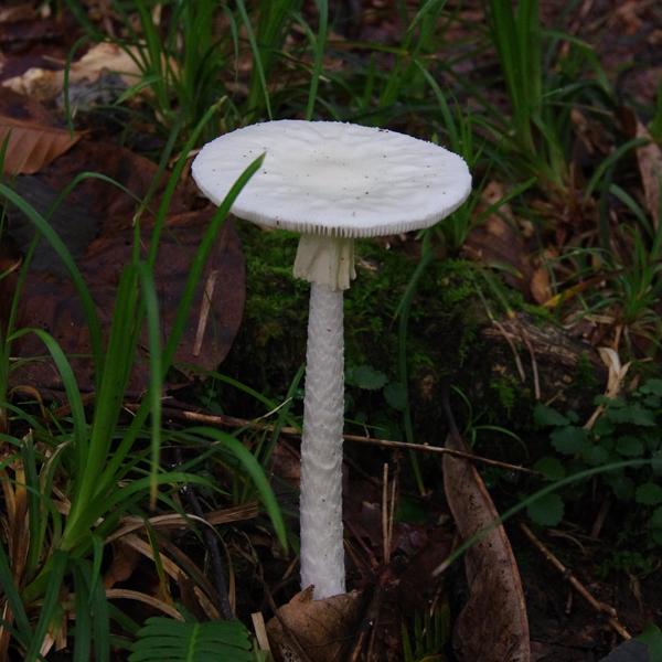 CJ06fungi8.jpg