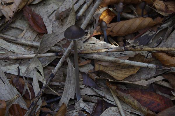 CJ27fungi3.JPG