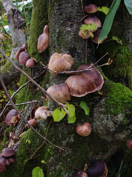 CJ27fungi4.JPG