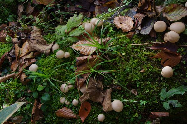 CJ27fungi7.JPG