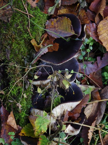 CJ27fungi8.JPG