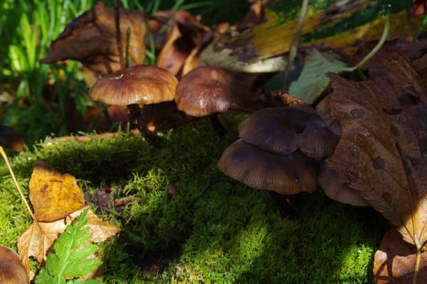 CJ27fungi9.JPG