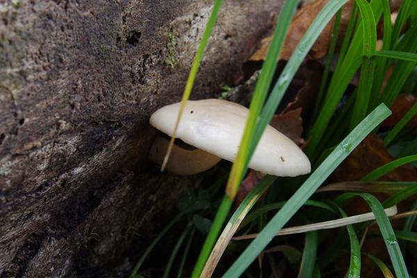 CJ27fungi10.JPG