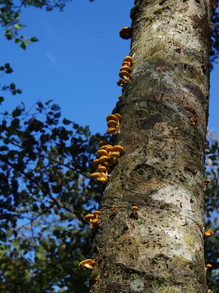CJ27fungi11.JPG