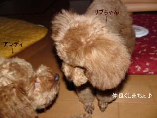 仲良くしまちょ♪