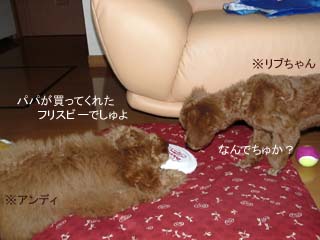 フリスビーでしゅ