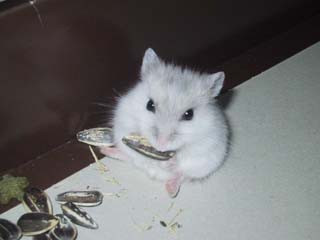 れもんちゃん