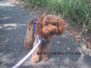 涼しいよ