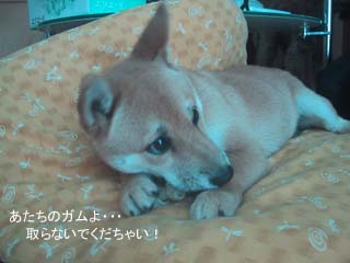 みかんちゃん