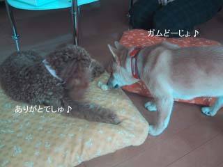 ガムあげる