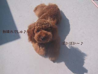 ぽかぽか♪