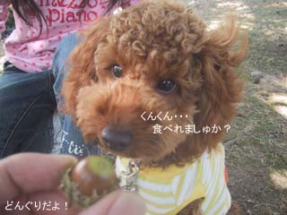どんぐりだよ