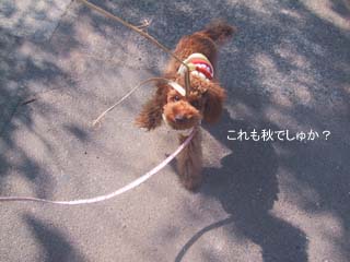 枯れ草