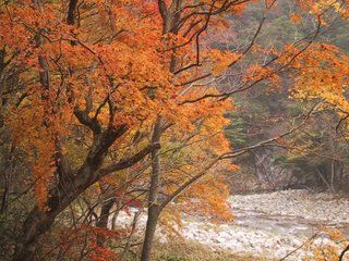 紅葉