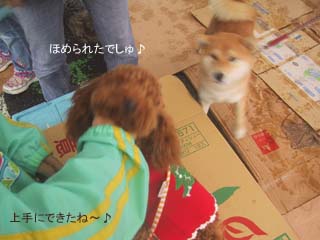 ほめられたでしゅ♪