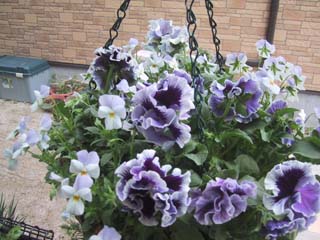 寄せ植え