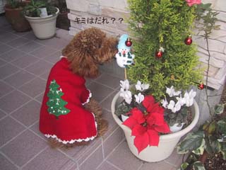 クリスマス犬でしゅ