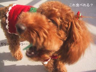 ガリっ・・・ゴリっ・・・