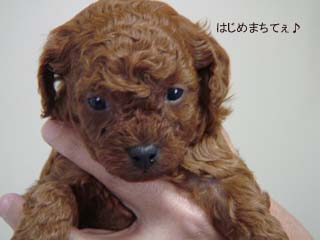はじめまちてぇ♪