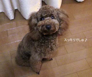 トリミング♪