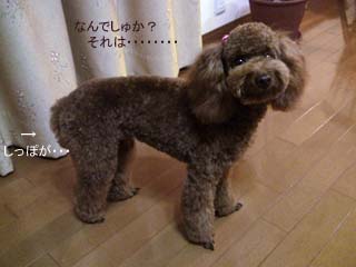 何かキライ・・・