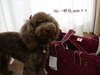 何でしゅか?