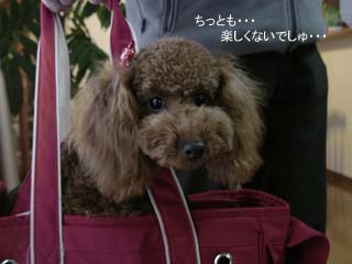 楽しくない・・・