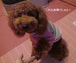 楽勝でしゅ♪