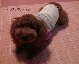 フセもばっちり♪