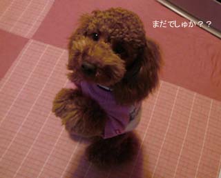 まだでしゅか?